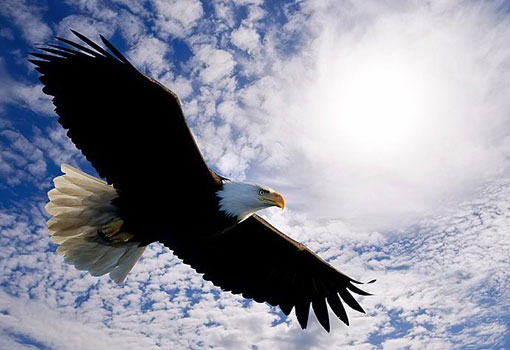 talent geeft vleugels